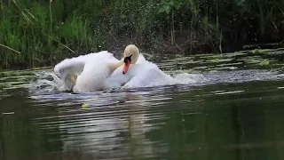 The swan dad is joyfully bathing