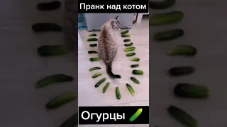 Кот vs Огурцы 🥒🐱🥒 #Shorts