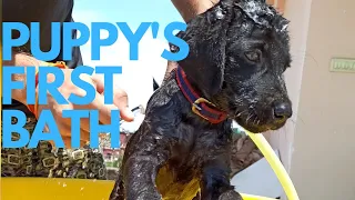 Labrador puppy's first bath