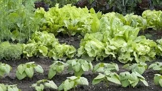 ScienceCasts: Lettuce Orbit Earth -- A New Form of Life Takes Root on the ISS