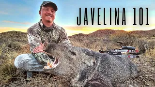 How to hunt javelina with a bow & arrow