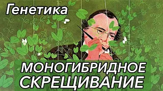 Урок "Генетика. Моногибридное скрещивание." - ЦТ, ЕГЭ, ЗНО