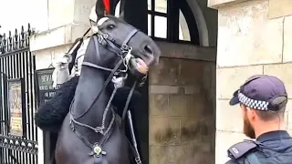 Horse REARS and tries to THROW The King's Guard as the Police manage the crowd!