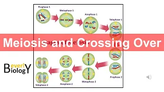 Meiosis and Crossing Over (updated)