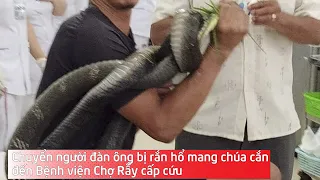 Chuyển người đàn ông bị rắn hổ mang chúa cắn đến Bệnh viện Chợ Rẫy cấp cứu