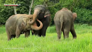 World Elephant Day: Poaching for elephant skin  could wipe out Asian elephants