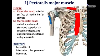 Muscles of the Pectoral Region - Dr. Ahmed Farid