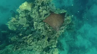 The Mystery Dance of love - Spotted eagle ray - Under Red Sea - Underwater world - Underwater video