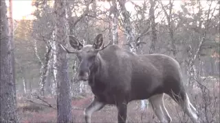 Bandhund jakt på elg. Moosehunt