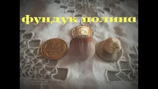 ❤фундук ПОЛИНА он ОГРОМЕН!!! /  Hazelnut grade Polina