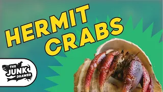 Hermit Crabs! - Purple Pincher Facts