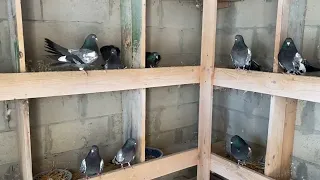 Царицынские голуби Волгоград профилактика болезней