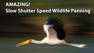 AMAZING! Slow Shutter Speed Wildlife Panning - The Ultimate Guide!