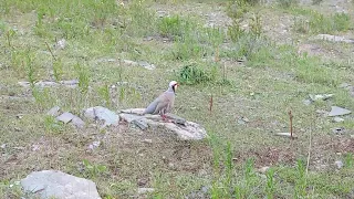 Модкабк Шикор Шикори Кабк Keklik avi tuzakla Охота куропатка Partridge hunting شکار کبک Chukar avi