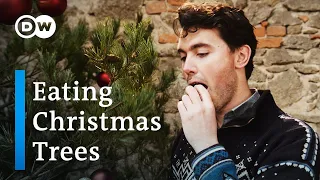 How You Can Eat Your Christmas Tree (And Other Trees)