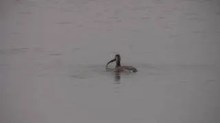 Horned grebe (Podiceps auritus)eating large fish