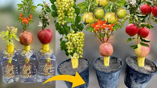 How To Grow Grapes From Grapes Apple Tree From Apple And Pomegranate Tree From Pomegranate in Banana