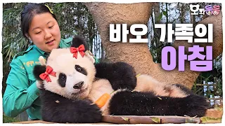 (SUB) Bao Family's Cute Daily Life From The Morning🐼🐼│Panda World