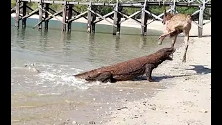 🦌🦌"KOMODO HUNTING DEER IN THE BEACH AREA"