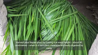 Zambia Dairy - Tips for Growing Napier Grass