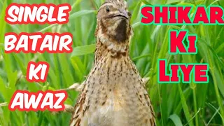 Batair Ki Awaz | single Batair Ki Awaz for hunt | Common Quail Calling 2020 | single Batair Ki Awaz