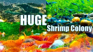 3 Tips For A HUGE Shrimp Colony