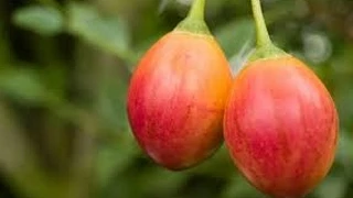 Mantenimiento de un Cultivo de Tomate de Árbol - TvAgro por Juan Gonzalo Angel