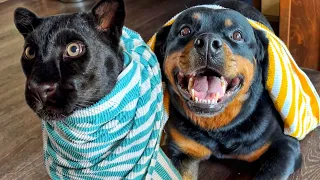 Bath day for Venza rottweiler and Luna the panther🚿🛀🧽