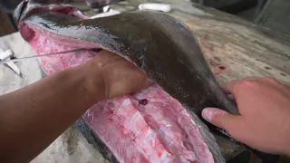 How to Fillet Cobia - Clean Cobia the EASY WAY!