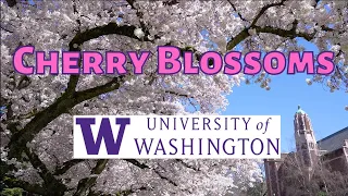 Cherry Blossoms at University of Washington 2021 Seattle, アメリカ合衆国ワシントン大学の桜並木