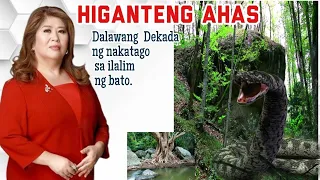 Higanteng AHAS, Dalawang Dekada ng Nakatago sa ilalim ng Bato @DearAteJulz #kmjs#tiktok