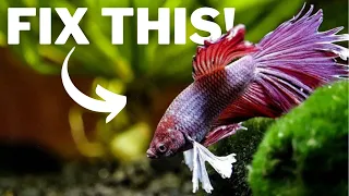 Reasons Why Your Betta Fish Keep Getting Sick