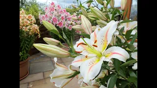 Our top 10 lily varieties, including giant tree lilies! and how to plant them in borders or pots