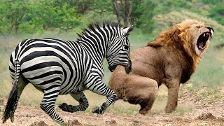 Mother Zebra Kicks Lion In The Head To Rescue Her Baby Escape From Lion Attack - Snake vs Mongoose