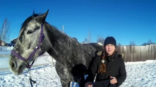 Орловский рысак/О лошади, породе, масти