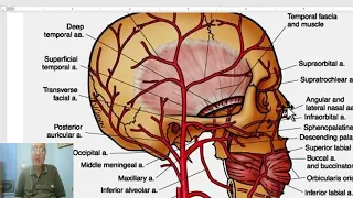 Anatomy of head and neck module in Arabic 19  (Anatomy of Face, part 2) , by Dr. Wahdan