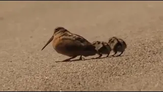 American woodcocks demonstrating some moves