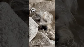 I’m so tired 🥱  #funny #dog #cute #puppy #doglover