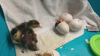 MILLIE MAMA DUCK her babies born