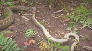 Sucuri gigante vs Píton vs Cobra-Rei