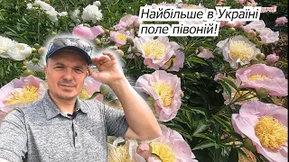 Подорож на поле півоній- таку красу треба побачити!