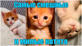 Самые смешные и милые котята