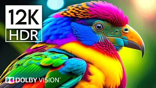 Best of Dolby Vision 12K HDR 120fps - EXTREME COLORS