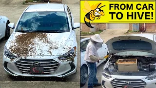 MASSIVE Swarm of BEES Attack our Car! Are they Murder Hornets??