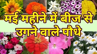 मई महीने में बीज से उगने वाले पौधे /  Summer Season Flowering Plants / May Month Flower Plant !Priya