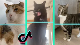 Time Warp Scan tiktok cat compilation (filter tiktok) part 5