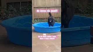 Its HOT OUTSIDE!!!  Water in his brain!!!  #doglover #doglifeisgood  #chilling #buccavlog