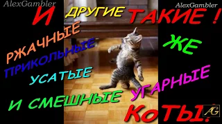 УГАРНЫЕ ❤Funny Cat Compilation❤ Я Плакалъ !