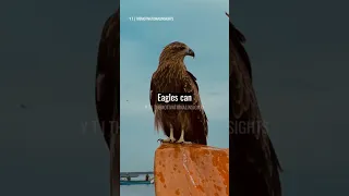 4 Lessons to Learn from an Eagle 😵🦅 Inspirational Quotes || #shorts #shortsvideo #motivation