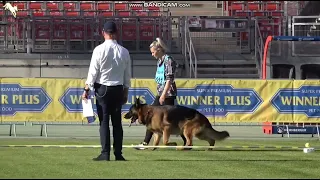 VA3 Uvo dell'Alto Ofanto ||#bszs2023 #nuremberg  #germanshepherd #worldchampionship #worldchampion |